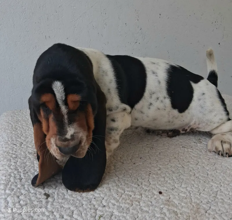 AKC Hank – Basset Hound puppy for sale in Loogootee, IN
