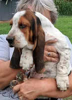 AKC Rudy, a male Basset Hound for sale in Loogootee, IN – 2 of 5