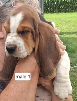 AKC Archie, a male Basset Hound for sale in Loogootee, IN – 2 of 2