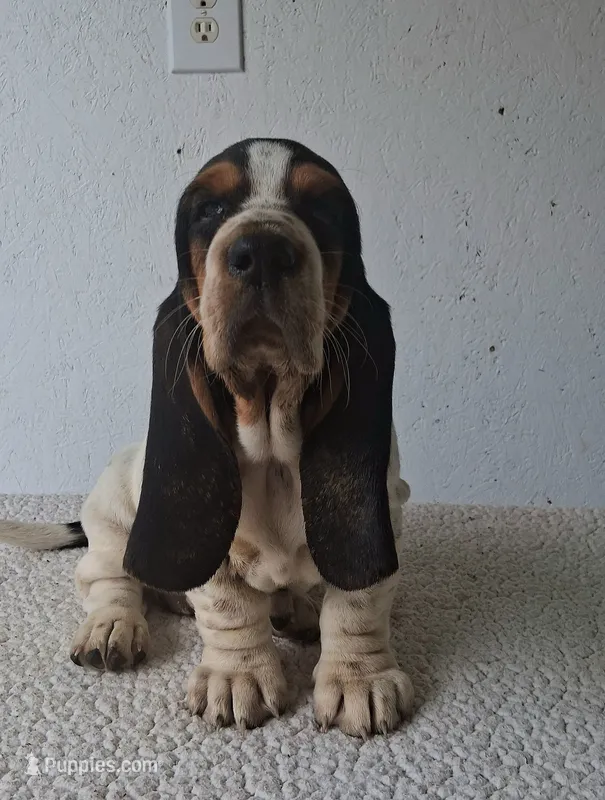 Ruby – Basset Hound puppy for sale in Loogootee, IN