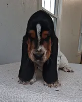 AKC Hank, a male Basset Hound for sale in Loogootee, IN – 2 of 2