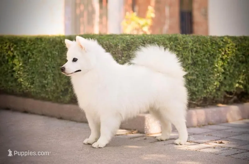 Trip – American Eskimo puppy for sale in Arnoldsville, GA