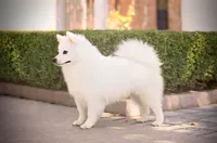 Trip, a male American Eskimo for sale in Arnoldsville, GA – 1 of 3