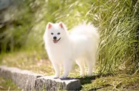 Trip, a male American Eskimo for sale in Arnoldsville, GA – 2 of 3