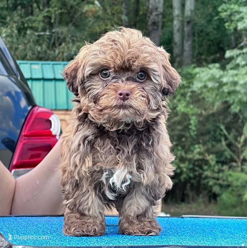 Barry – Russian Tsvetnaya Bolonk puppy for sale in Arnoldsville, GA