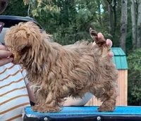 Barry, a male Russian Tsvetnaya Bolonk for sale in Arnoldsville, GA – 2 of 2