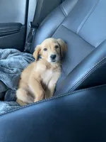 Sol, a female Golden Retriever for sale in Fort Worth, TX – 4 of 4