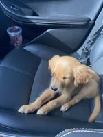 Sol, a female Golden Retriever for sale in Fort Worth, TX – 2 of 4