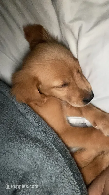 Sol – Golden Retriever puppy for sale in Fort Worth, TX
