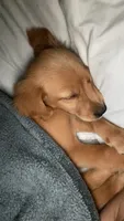 Sol, a female Golden Retriever for sale in Fort Worth, TX – 1 of 4