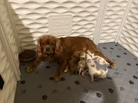 Rusty, a male Cavalier King Charles Spaniel for sale in Ashtabula, OH – 4 of 7