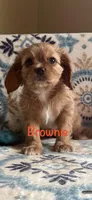 Brownie, a female Cavalier King Charles Spaniel for sale in Ashtabula, OH – Photo 3 of 3