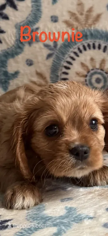 Brownie – Cavalier King Charles Spaniel puppy for sale in Ashtabula, OH