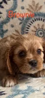 Brownie, a female Cavalier King Charles Spaniel for sale in Ashtabula, OH – Photo 1 of 3