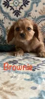 Brownie, a female Cavalier King Charles Spaniel for sale in Ashtabula, OH – Photo 2 of 3