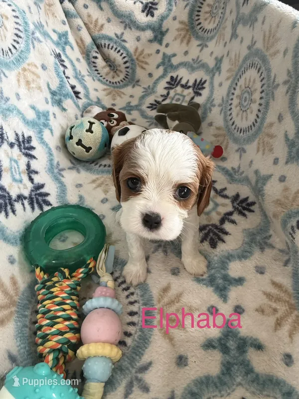 Elphaba – Cavalier King Charles Spaniel puppy for sale in Ashtabula, OH