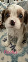 Roofus, a male Cavalier King Charles Spaniel for sale in Ashtabula, OH – 10 of 10