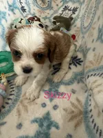 Skizzy, a male Cavalier King Charles Spaniel for sale in Ashtabula, OH – 1 of 10