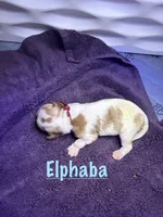 Elphaba, a female Cavalier King Charles Spaniel for sale in Ashtabula, OH – 2 of 6