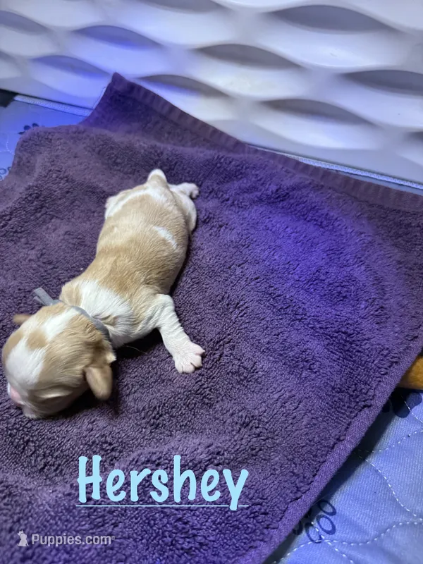 Hershey – Cavalier King Charles Spaniel puppy for sale in Ashtabula, OH