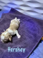 Hershey, a male Cavalier King Charles Spaniel for sale in Ashtabula, OH – 1 of 7