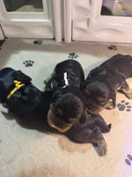 Annie, a female Cavalier King Charles Spaniel for sale in Ashtabula, OH – 3 of 6