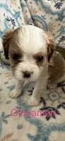 Cinnamon , a female Cavalier King Charles Spaniel for sale in Ashtabula, OH – 8 of 9