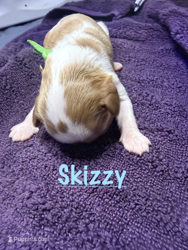 Skizzy – Cavalier King Charles Spaniel puppy for sale in Ashtabula, OH