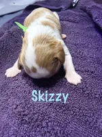 Skizzy, a male Cavalier King Charles Spaniel for sale in Ashtabula, OH – 1 of 8