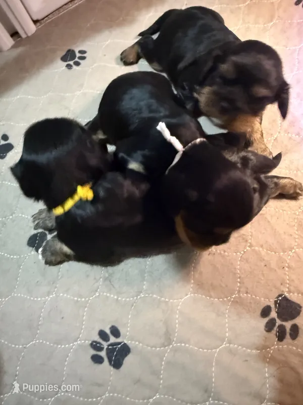 Annie – Cavalier King Charles Spaniel puppy for sale in Ashtabula, OH