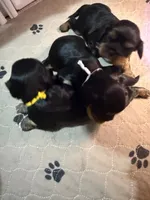 Annie, a female Cavalier King Charles Spaniel for sale in Ashtabula, OH – 1 of 6