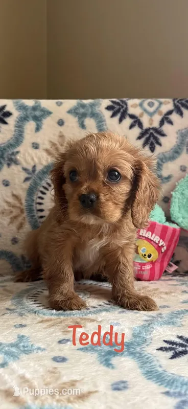 Teddy – Cavalier King Charles Spaniel puppy for sale in Ashtabula, OH
