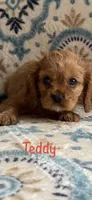 Teddy, a male Cavalier King Charles Spaniel for sale in Ashtabula, OH – Photo 2 of 3