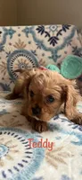 Teddy, a male Cavalier King Charles Spaniel for sale in Ashtabula, OH – Photo 3 of 3