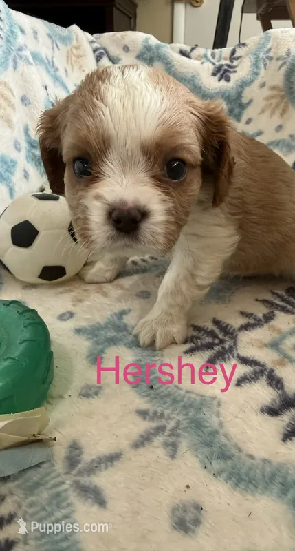 Hershey – Cavalier King Charles Spaniel puppy for sale in Ashtabula, OH