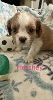 Hershey, a male Cavalier King Charles Spaniel for sale in Ashtabula, OH – 1 of 10