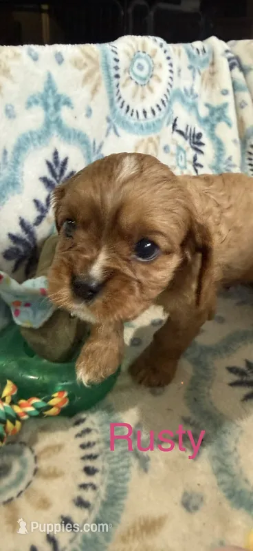 Rusty – Cavalier King Charles Spaniel puppy for sale in Ashtabula, OH