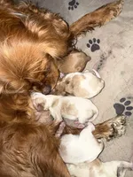 Cinnamon , a female Cavalier King Charles Spaniel for sale in Ashtabula, OH – 7 of 8