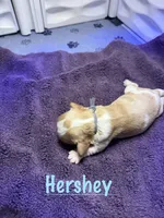 Hershey, a male Cavalier King Charles Spaniel for sale in Ashtabula, OH – 2 of 7