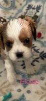 Eloise, a female Cavalier King Charles Spaniel for sale in Ashtabula, OH – 9 of 10