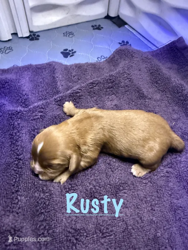 Rusty – Cavalier King Charles Spaniel puppy for sale in Ashtabula, OH
