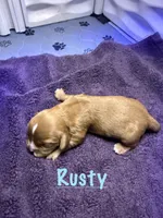 Rusty, a male Cavalier King Charles Spaniel for sale in Ashtabula, OH – 1 of 7