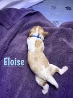 Eloise, a female Cavalier King Charles Spaniel for sale in Ashtabula, OH – 2 of 8