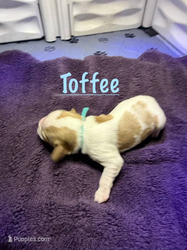 Toffee – Cavalier King Charles Spaniel puppy for sale in Ashtabula, OH