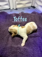 Toffee, a female Cavalier King Charles Spaniel for sale in Ashtabula, OH – 1 of 8