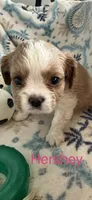 Hershey, a male Cavalier King Charles Spaniel for sale in Ashtabula, OH – 8 of 10