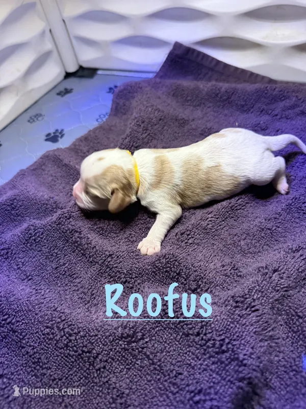 Roofus – Cavalier King Charles Spaniel puppy for sale in Ashtabula, OH
