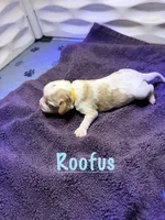 Roofus, a male Cavalier King Charles Spaniel for sale in Ashtabula, OH – 1 of 9