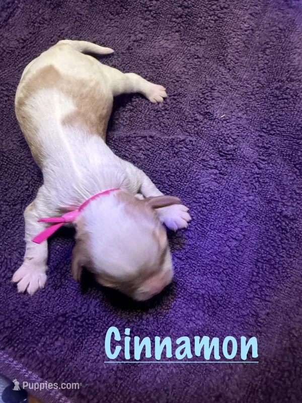 Cinnamon  – Cavalier King Charles Spaniel puppy for sale in Ashtabula, OH