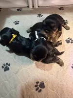 Annie, a female Cavalier King Charles Spaniel for sale in Ashtabula, OH – 2 of 6